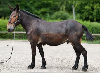 Muł, Wałach, 6 lat, 163 cm, Ciemnogniada