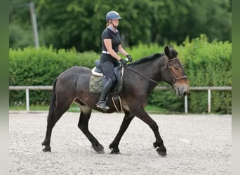 Muł, Wałach, 6 lat, 163 cm, Ciemnogniada