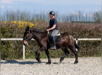 Muł, Wałach, 6 lat, 163 cm, Ciemnogniada