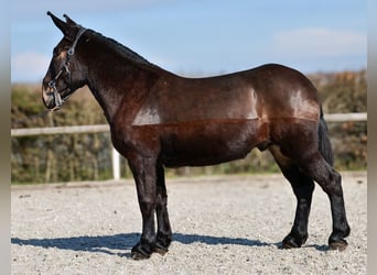 Muł, Wałach, 6 lat, 163 cm, Ciemnogniada
