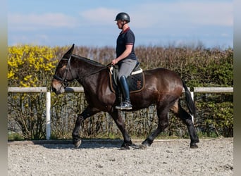 Muł, Wałach, 6 lat, 163 cm, Ciemnogniada