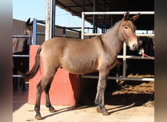 Muł, Wałach, 8 lat, 156 cm, Gniada