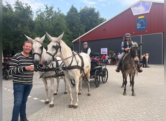 Muł, Wałach, 9 lat, 161 cm, Siwa