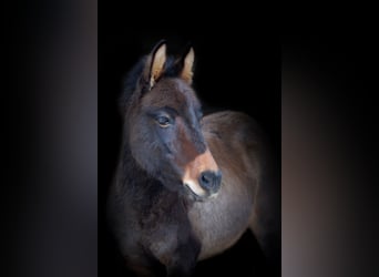 Muildier, Hengst, 11 Jaar, 110 cm, Bruin