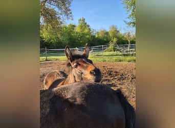 Muildier, Hengst, 11 Jaar, 110 cm, Bruin