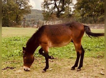 Muildier, Hengst, 3 Jaar, 150 cm