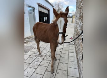 Muildier, Hengst, 4 Jaar, 145 cm, Donkere-vos