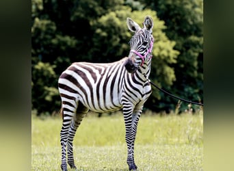 Muildier, Hengst, 9 Jaar, 122 cm, Zwart