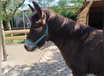 Muildier, Merrie, 10 Jaar, 122 cm, Donkerbruin