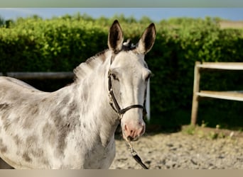 Muildier, Merrie, 10 Jaar, 135 cm, Roan-Blue