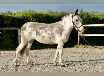 Muildier, Merrie, 10 Jaar, 135 cm, Roan-Blue