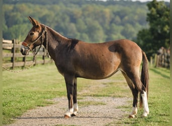 Muildier, Merrie, 10 Jaar, 135 cm, Roodbruin