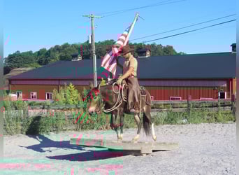 Muildier, Merrie, 10 Jaar, 135 cm, Roodbruin
