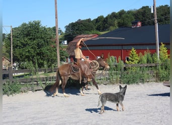 Muildier, Merrie, 10 Jaar, 135 cm, Roodbruin