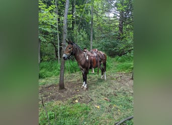 Muildier, Merrie, 10 Jaar, 135 cm, Roodbruin