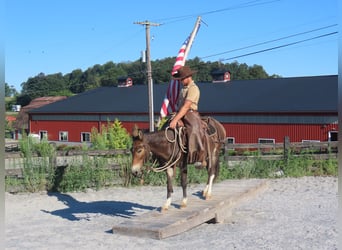Muildier, Merrie, 10 Jaar, 135 cm, Roodbruin