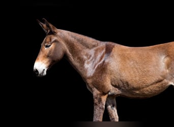 Muildier, Merrie, 10 Jaar, 140 cm, Roodvos