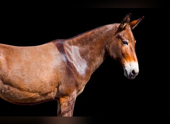 Muildier, Merrie, 10 Jaar, 140 cm, Roodvos