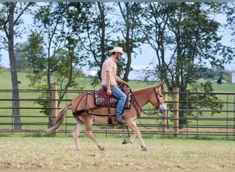 Muildier, Merrie, 10 Jaar, 142 cm, Roodvos