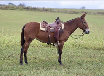 Muildier, Merrie, 10 Jaar, 150 cm, Roodbruin