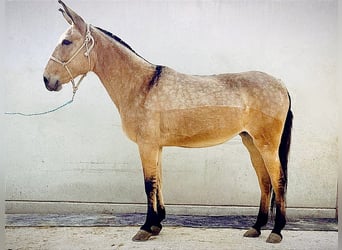 Muildier, Merrie, 10 Jaar, 152 cm, Buckskin