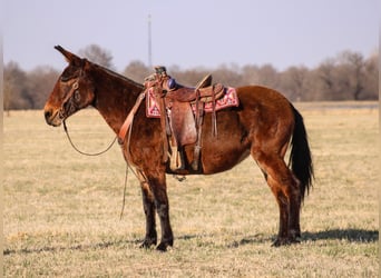 Muildier, Merrie, 10 Jaar, 155 cm, Roodbruin