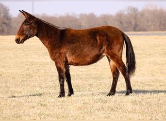 Muildier, Merrie, 10 Jaar, 155 cm, Roodbruin