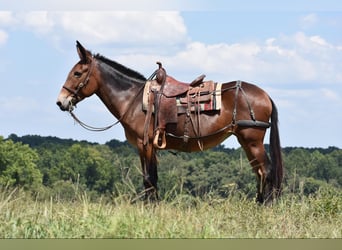 Muildier, Merrie, 10 Jaar, 157 cm, Roodbruin