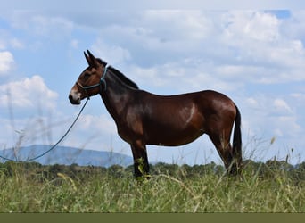 Muildier, Merrie, 10 Jaar, 157 cm, Roodbruin