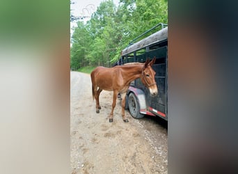 Muildier, Merrie, 10 Jaar, 163 cm, Donkere-vos