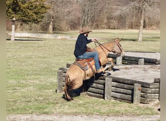 Muildier, Merrie, 10 Jaar, Falbe