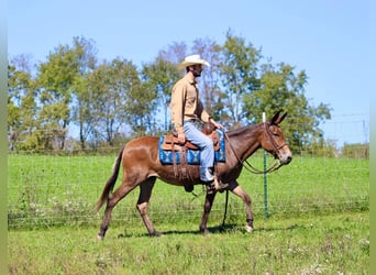 Muildier, Merrie, 11 Jaar, 140 cm, Roodbruin