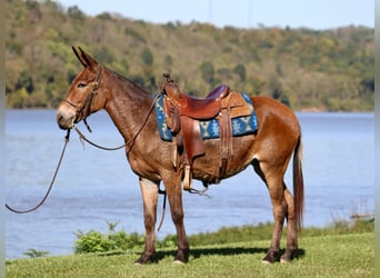 Muildier, Merrie, 11 Jaar, 140 cm, Roodbruin