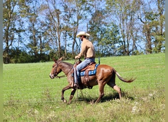 Muildier, Merrie, 11 Jaar, 140 cm, Roodbruin