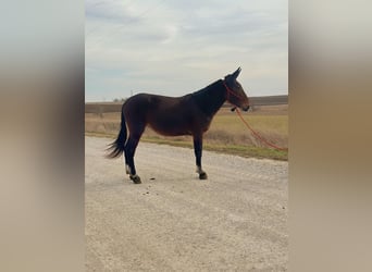 Muildier, Merrie, 11 Jaar, 152 cm, Roodbruin