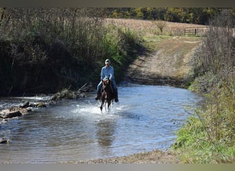 Muildier, Merrie, 11 Jaar, 152 cm, Roodbruin