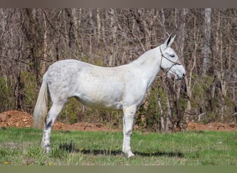 Muildier, Merrie, 11 Jaar, 155 cm, Schimmel