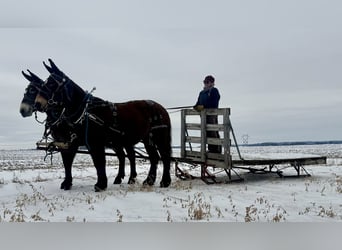 Muildier, Merrie, 11 Jaar, 163 cm, Roodbruin