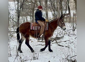 Muildier, Merrie, 11 Jaar, 163 cm, Roodbruin