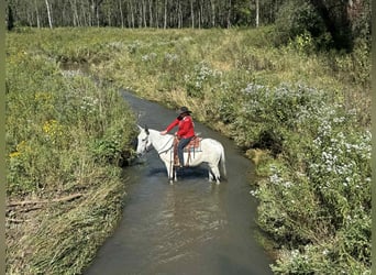 Muildier Mix, Merrie, 11 Jaar, 168 cm, Schimmel