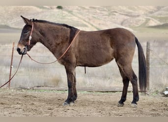 Muildier, Merrie, 11 Jaar, Grullo