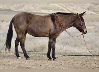 Muildier, Merrie, 11 Jaar, Grullo