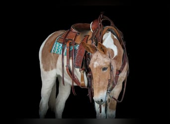 Muildier, Merrie, 12 Jaar, 150 cm, Gevlekt-paard