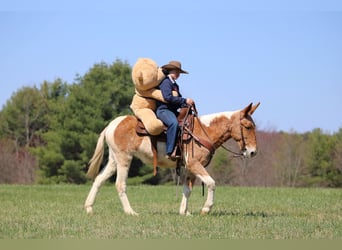 Muildier, Merrie, 12 Jaar, 150 cm, Gevlekt-paard