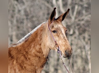 Muildier, Merrie, 12 Jaar, 152 cm, Falbe