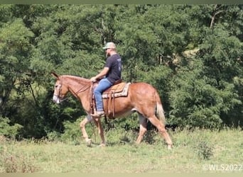 Muildier, Merrie, 12 Jaar, 152 cm, Roodvos