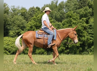 Muildier, Merrie, 12 Jaar, 157 cm, Donkere-vos