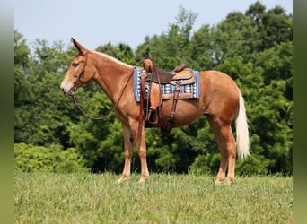 Muildier, Merrie, 12 Jaar, 157 cm, Donkere-vos