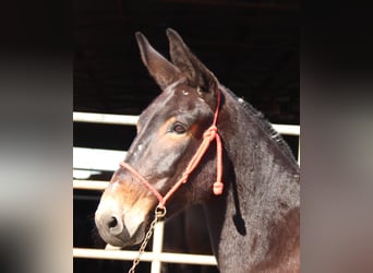 Muildier, Merrie, 12 Jaar, 160 cm, Donkerbruin