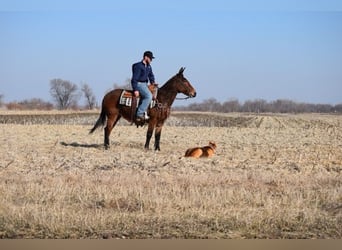 Muildier, Merrie, 13 Jaar, 142 cm, Roodbruin